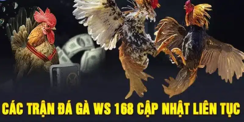 Các trận đá gà WS168 cập nhật liên tục